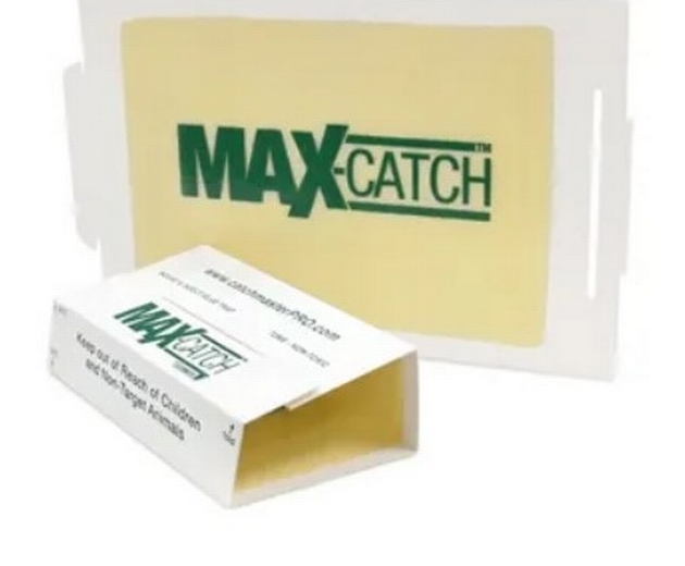 Pièges collants Max-Catch 72MAX peanut (boite 72)